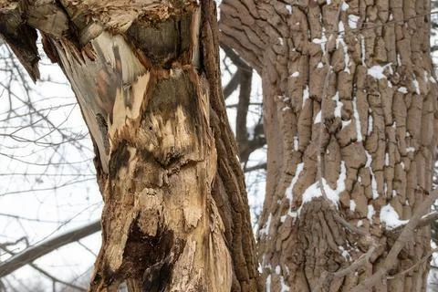 Broken bark on a tree in winter.Influence of weather conditions on trees in t Stock Photos