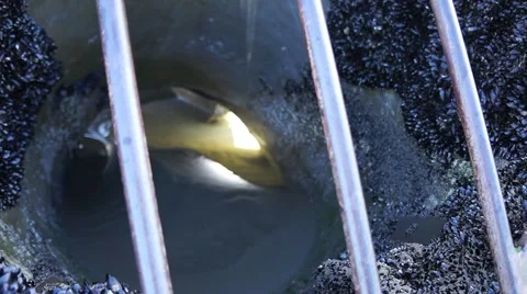 Broken beach pipe  Video stock 46701144