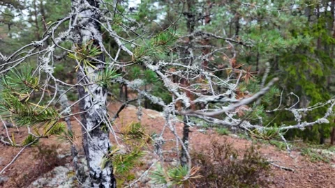 Broken Birch Branches among Pine Trees on Swedish Forest Ground Stock Footage 347682081
