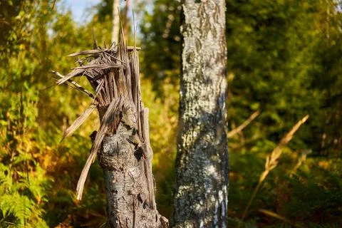 Broken birch in the forest Stock Photos