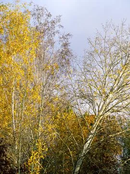 Broken birch tree sagged and almost fell over Stock Photos
