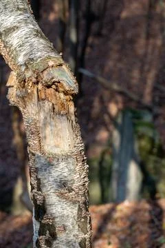 Broken birch trunk Stock Photos