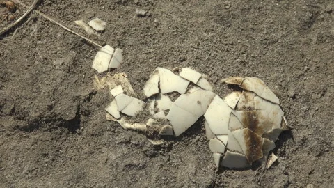Broken Bird Eggshell on Dried Salt Lake Surface Close Up Stock Footage 340503510