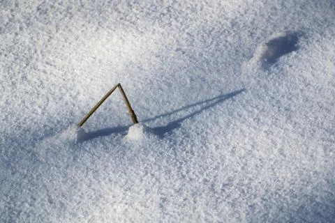 Broken blade of grass in snow Stock Photos