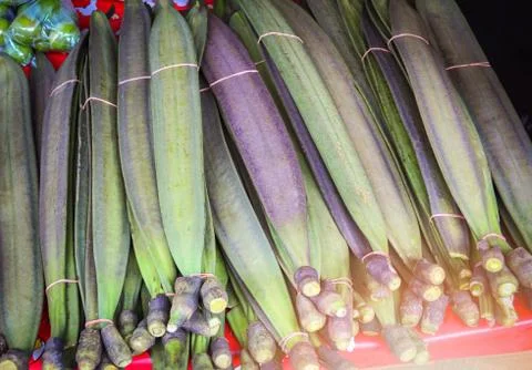 Broken Bone tree , fruit of Damocles tree , Indian Trumpet Flower Foto stock