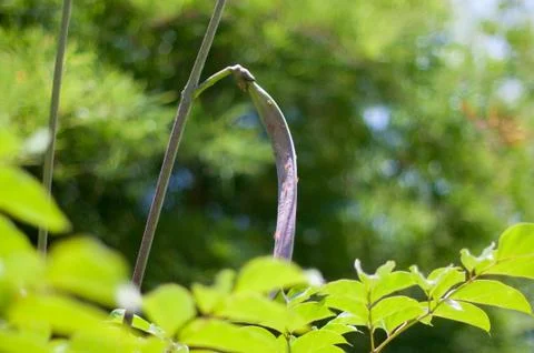 Broken bones fruit Stock Photos