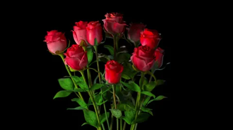 Broken bouquet of roses Stock Footage 27815205