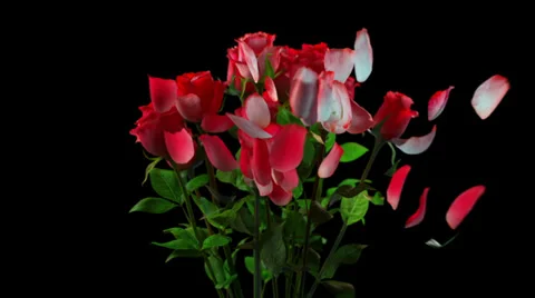 Broken bouquet of roses Stock Footage 28145363