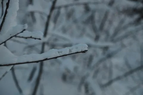 Broken branch of a bush in winter, whose branches are in the snow. Stock Photos