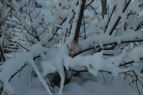 Broken branch of a bush in winter, whose branches are in the snow. Stock Photos