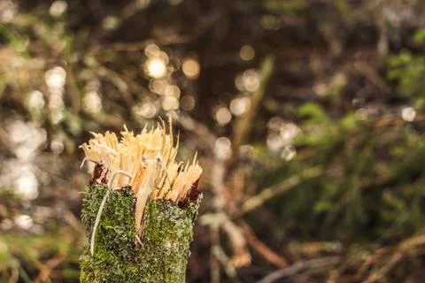 Broken branch close up macro Stock Photos
