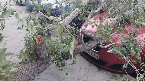 Broken branch due to strong wind. Stock Footage 254715998