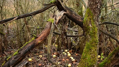 Broken branch, fallen apples Stock Footage 119217238