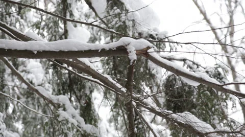 Broken branch 動画素材 34427940