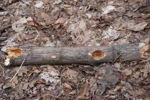 A broken branch on the ground Фото
