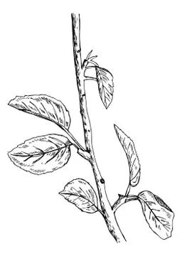 Broken branch with leaves vector Stock Illustration