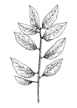 Broken branch with leaves vector illustration. hand drawing Stock Illustration