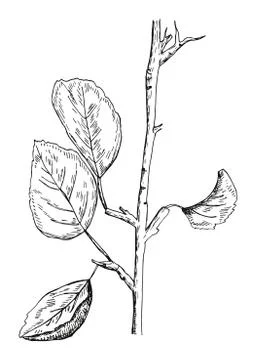 Broken branch with leaves vector illustration Stock Illustration
