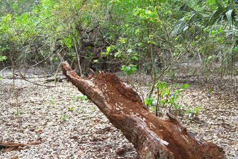 Broken branch Stock Photos