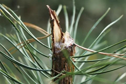 A broken branch on a pine tree shows dripping resin and long green needles un Stock Photos