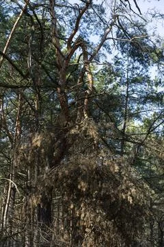 A broken branch of a pine tree from a strong wind. A hurricane in the forest in Stock Photos