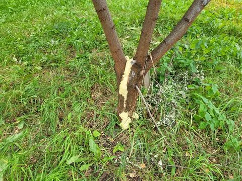 A broken branch of a small tree was filled with mounting foam, hoping that it Stock Photos