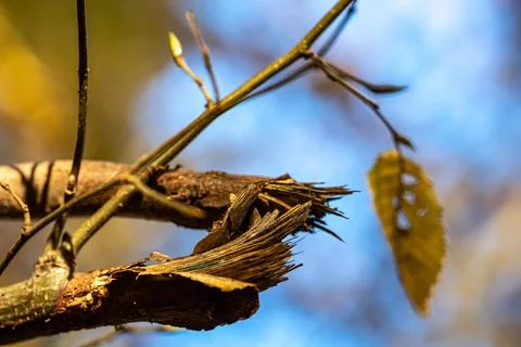 Broken branch  of a tree with blurred background Stockfoto's