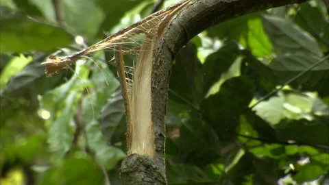 Broken branch of tree with Mikumba the Silverback Western Lowland Gorilla Video stock 95600325