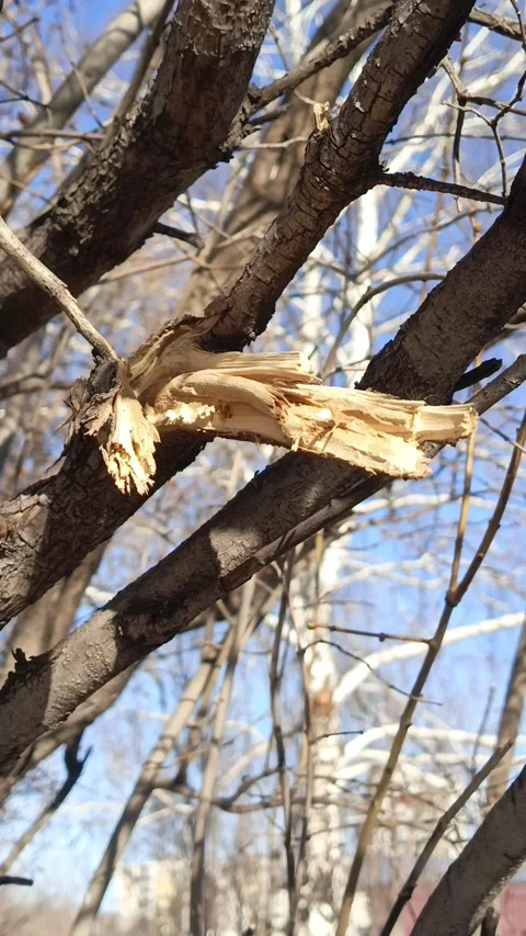 A broken branch on a tree on a sunny day. cutting down trees Stock-Footage 332548863