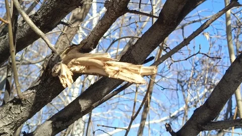 A broken branch on a tree on a sunny day. cutting down trees Video stock 332548864