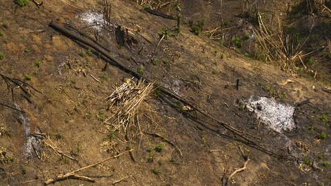 Broken branches and aridity in nature Stock Footage 112664062