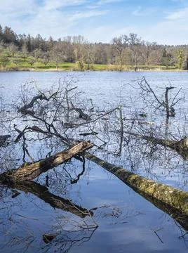 Broken branches and tree trunks lie in the Swiss lake Katzensee Stock Photos