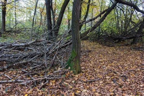 Broken branches and trees in the forest after a storm.... broken branches and Stock Photos