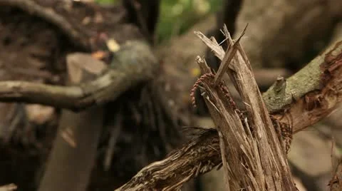 Broken branches Stock Footage 22365103