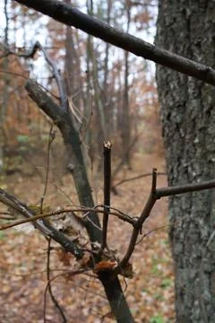 Broken branches hanging over forest path covered with fallen leaves in autumn Stock Photos