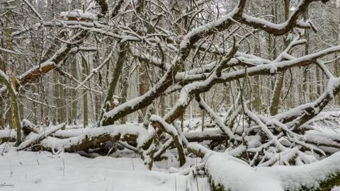 Broken branches lying after snow storm covered by fresh snow, Bialowieza Fore Stock Photos