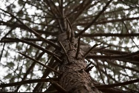 Broken branches on an old tree Stock Photos