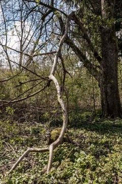 Broken branches of a tree in the middle of the forest 库存照片