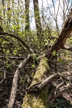 Broken branches of a tree in the middle of the forest Stock-Fotos