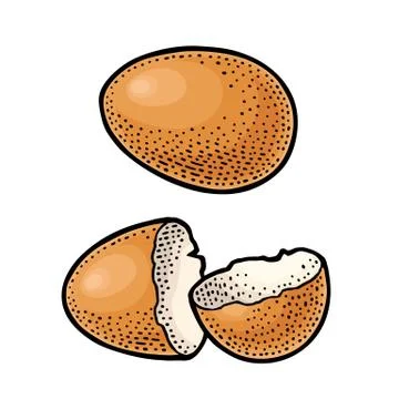 Broken brown egg shell. Vintage color engraving illustration Stock-Illustration