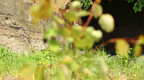 Broken building in the background foliage Video stock 57324624