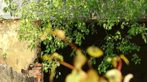 Broken building in the background foliage Video stock 57324626