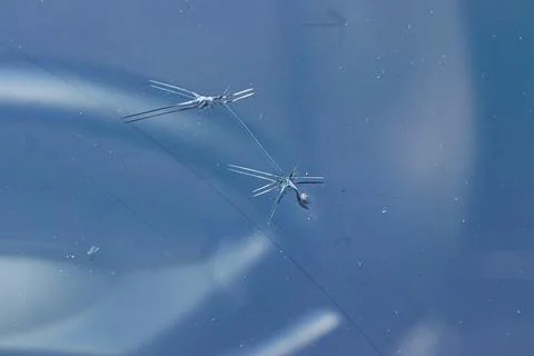 Broken car windshield 库存照片
