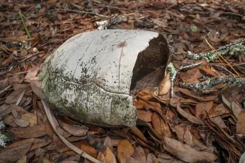 Broken Carapace. Stock Photos