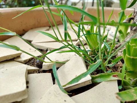 Broken ceramic shards mulch the soil around vibrant green grasses Stock Photos