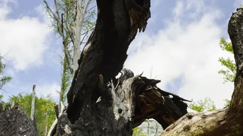 Broken Charred Tree Close Up Wildfire Damage Detail Tilt Up Stock Footage 344316423