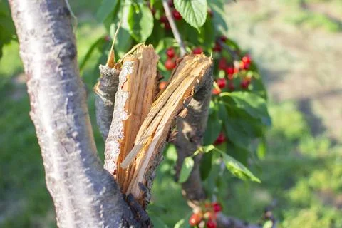 Broken cherry branch from the wind and the weight of the berries Stock Photos