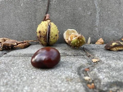 Broken chestnut Stock Photos