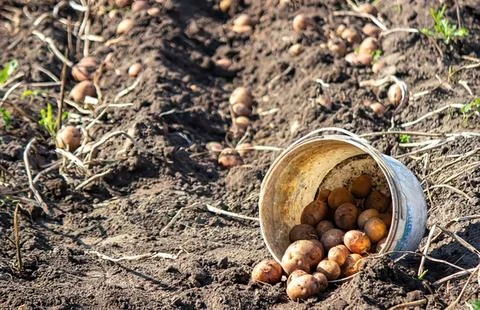 Broken clay pot with fallen nuts on dry ground Stock Photos