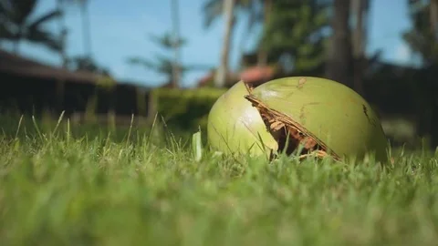 Broken coconut on grass on a sunny summer day Stock Footage
